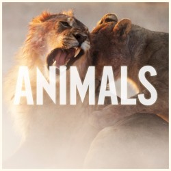 Animals album by Maroon 5