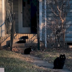 CATalysis 猫媒 album by Merzbow