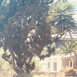 Venice Bitch album by Lana Del Rey