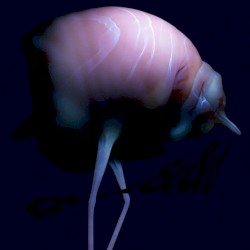 &&&&& album by Arca