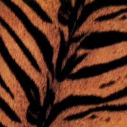Tigermobile album by The High-Lows