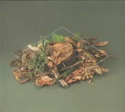 Forest Floor