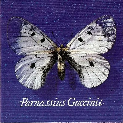 Parnassius Guccinii