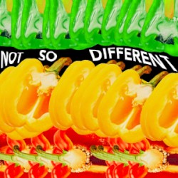 Not So Different album by Awich