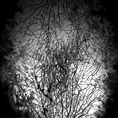 Sonorous Debris album by Daniel Menche