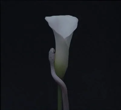 Parrhesia